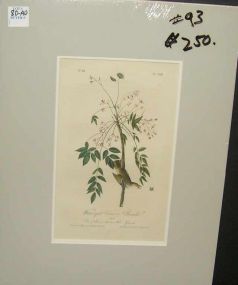 Audubon print White-Eyed Vireo or Greenlet