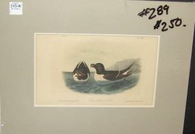 Audubon print Razor-Billed Auk